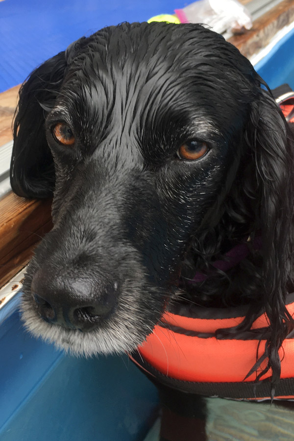 Boykin Spaniel Hudson